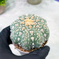 Custom Order- You'll receive the exact live plant (T2) (P7) | NEVADA Seller | 3" Pot