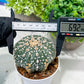 Custom Order- You'll receive the exact live plant (T2) (P5) | USA Plant Seller | 3" Pot