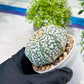 Custom Order- We’ll send you the exact live plant pictured (T2) (Y1) | NEVADA Plant Seller | 3" Pot