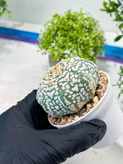 Custom Order- We’ll send you the exact live plant pictured (T2) (Y1) | NEVADA Plant Seller | 3" Pot