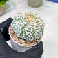 Custom Order- We’ll send you the exact live plant pictured (T2) (Y1) | NEVADA Plant Seller | 3" Pot