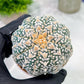 Custom Order- You'll receive the exact live plant (T2) (Y2) | Las Vegas Seller | 3" Pot