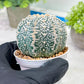 Custom Order- You'll receive the exact live plant (T2) (Y2) | Las Vegas Seller | 3" Pot