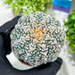 Custom Order- You'll receive the exact live plant (T2) (Y2) | Las Vegas Seller | 3" Pot
