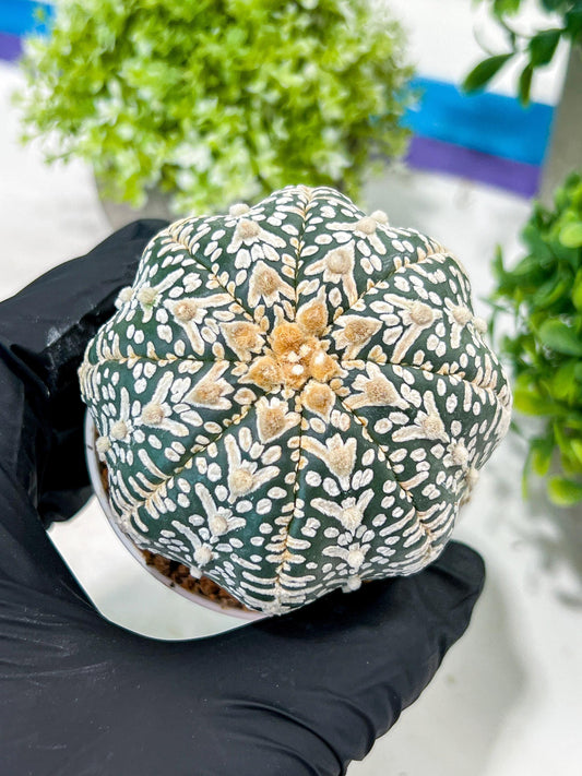 Custom Order- You'll receive the exact live plant (T2) (Y2) | Las Vegas Seller | 3" Pot