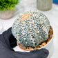 Custom Order- You'll receive the exact live plant (T2) (Y2) | Las Vegas Seller | 3" Pot