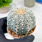 Custom Order- You'll receive the exact live plant (T2) (Y2) | Las Vegas Seller | 3" Pot