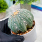 Custom Order- You will get the exact plant (T2) (Y3) | USA Plant Seller | 3" Pot