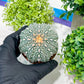 Custom Order- You will get the exact plant (T2) (Y3) | USA Plant Seller | 3" Pot