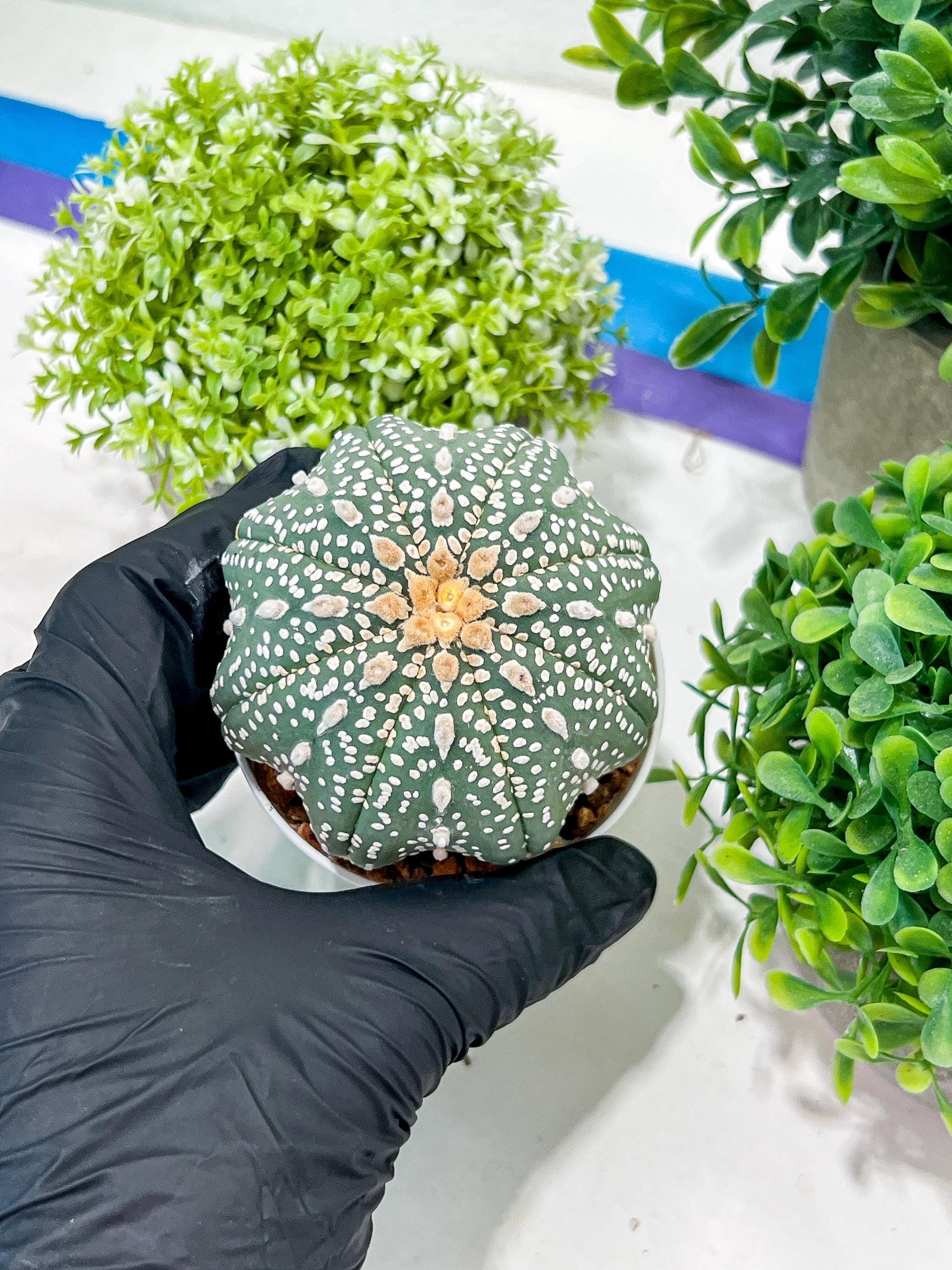 Custom Order- You will get the exact plant (T2) (Y3) | USA Plant Seller | 3" Pot
