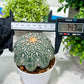 Custom Order- You will get the exact plant (T2) (Y3) | USA Plant Seller | 3" Pot