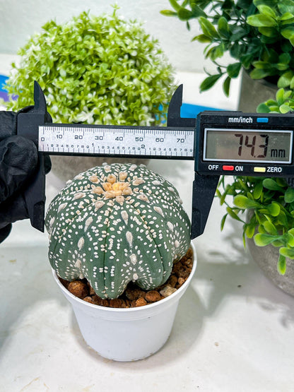 Custom Order- You will get the exact plant (T2) (Y3) | USA Plant Seller | 3" Pot