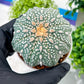 Custom Order- You will get the exact plant (T2) (Y3) | USA Plant Seller | 3" Pot