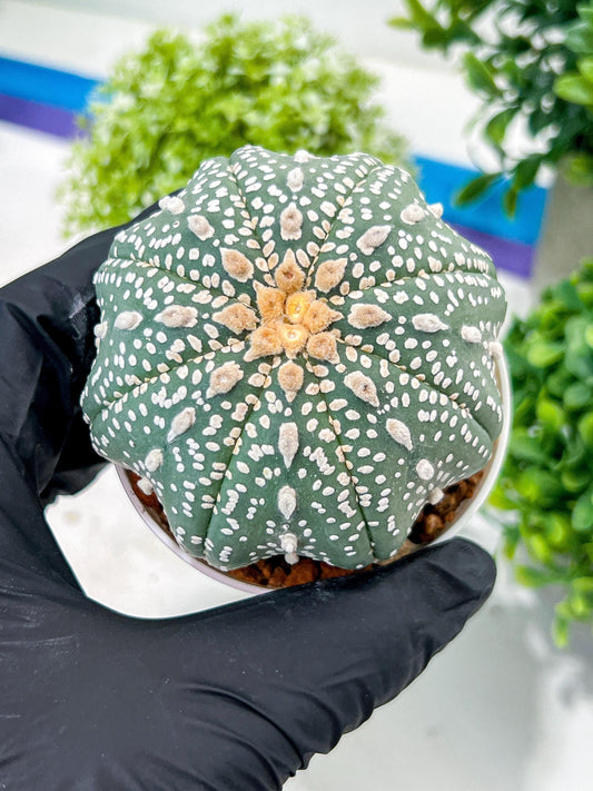 Custom Order- You will get the exact plant (T2) (Y3) | USA Plant Seller | 3" Pot