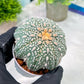 Custom Order- You will get the exact plant (T2) (Y3) | USA Plant Seller | 3" Pot