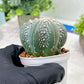 Custom Order- You'll receive the exact live plant (T2) (Y4) | Las Vegas Plant | 3" Pot