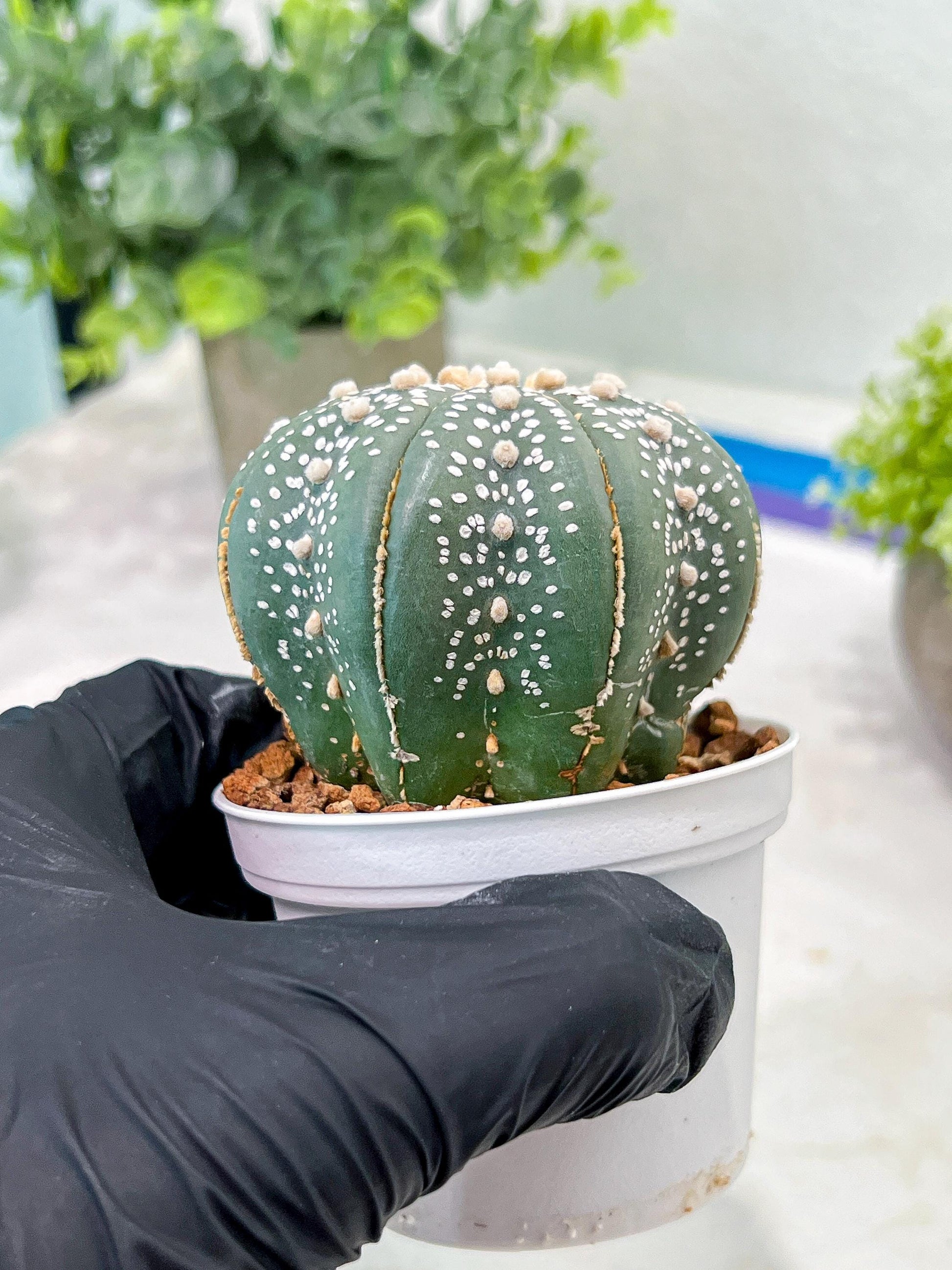 Custom Order- You'll receive the exact live plant (T2) (Y4) | Las Vegas Plant | 3" Pot