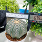 Custom Order- You'll receive the exact live plant (T2) (Y4) | Las Vegas Plant | 3" Pot