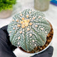 Custom Order- You'll receive the exact live plant (T2) (Y4) | Las Vegas Plant | 3" Pot