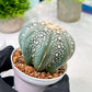 Custom Order- You'll receive the exact live plant (T2) (Y4) | Las Vegas Plant | 3" Pot