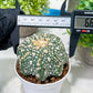 Custom Order- You'll receive the exact live plant (T2) (Y5) | USA Plant Seller | 3" Pot