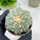 Custom Order- You'll receive the exact live plant (T2) (Y5) | USA Plant Seller | 3" Pot