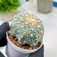 Custom Order- You'll receive the exact live plant (T2) (Y5) | USA Plant Seller | 3" Pot