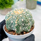 Custom Order- You'll receive the exact live plant (T2) (Y5) | USA Plant Seller | 3" Pot