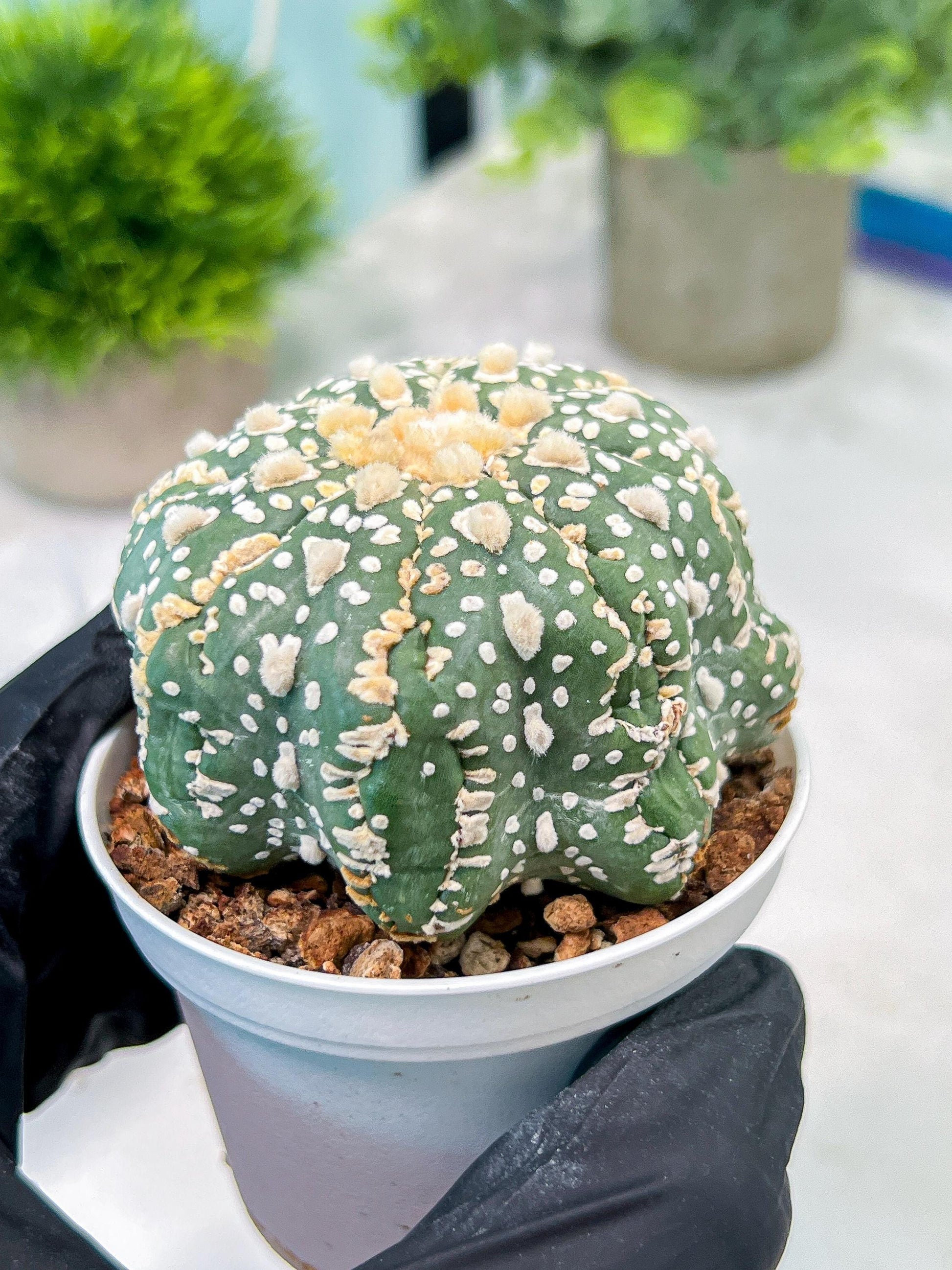Custom Order- You'll receive the exact live plant (T2) (Y5) | USA Plant Seller | 3" Pot