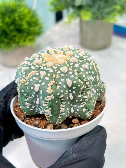 Custom Order- You'll receive the exact live plant (T2) (Y5) | USA Plant Seller | 3" Pot
