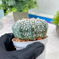 Custom Order- You'll receive the exact live plant (T2) (Y6) | NEVADA Plant Shop | 3" Pot
