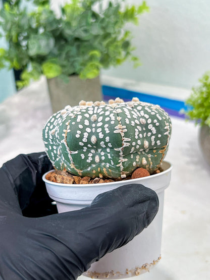Custom Order- You'll receive the exact live plant (T2) (Y6) | NEVADA Plant Shop | 3" Pot