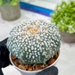 Custom Order- You'll receive the exact live plant (T2) (Y6) | NEVADA Plant Shop | 3" Pot