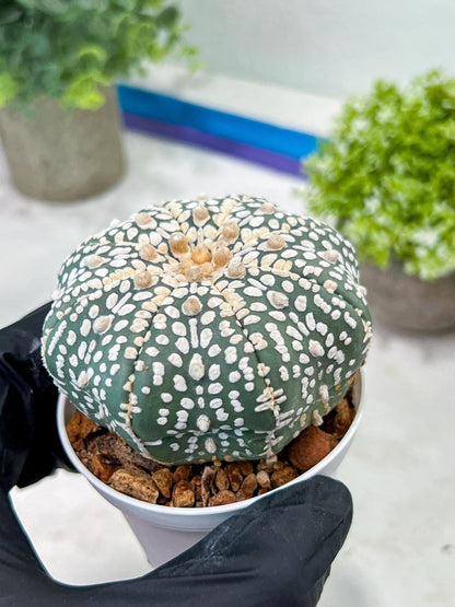Custom Order- You'll receive the exact live plant (T2) (Y6) | NEVADA Plant Shop | 3" Pot
