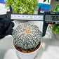 Custom Order- You'll receive the exact live plant (T2) (Y6) | NEVADA Plant Shop | 3" Pot
