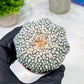 Custom Order- You'll receive the exact live plant (T2) (Y6) | NEVADA Plant Shop | 3" Pot