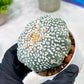 Custom Order- You'll receive the exact live plant (T2) (Y6) | NEVADA Plant Shop | 3" Pot