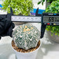 Custom Order- You'll receive the exact live plant (T2) (Y7) | NEVADA Seller | 3" Pot