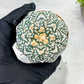 Custom Order- You'll receive the exact live plant (T2) (Y7) | NEVADA Seller | 3" Pot