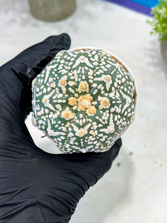 Custom Order- You'll receive the exact live plant (T2) (Y7) | NEVADA Seller | 3" Pot