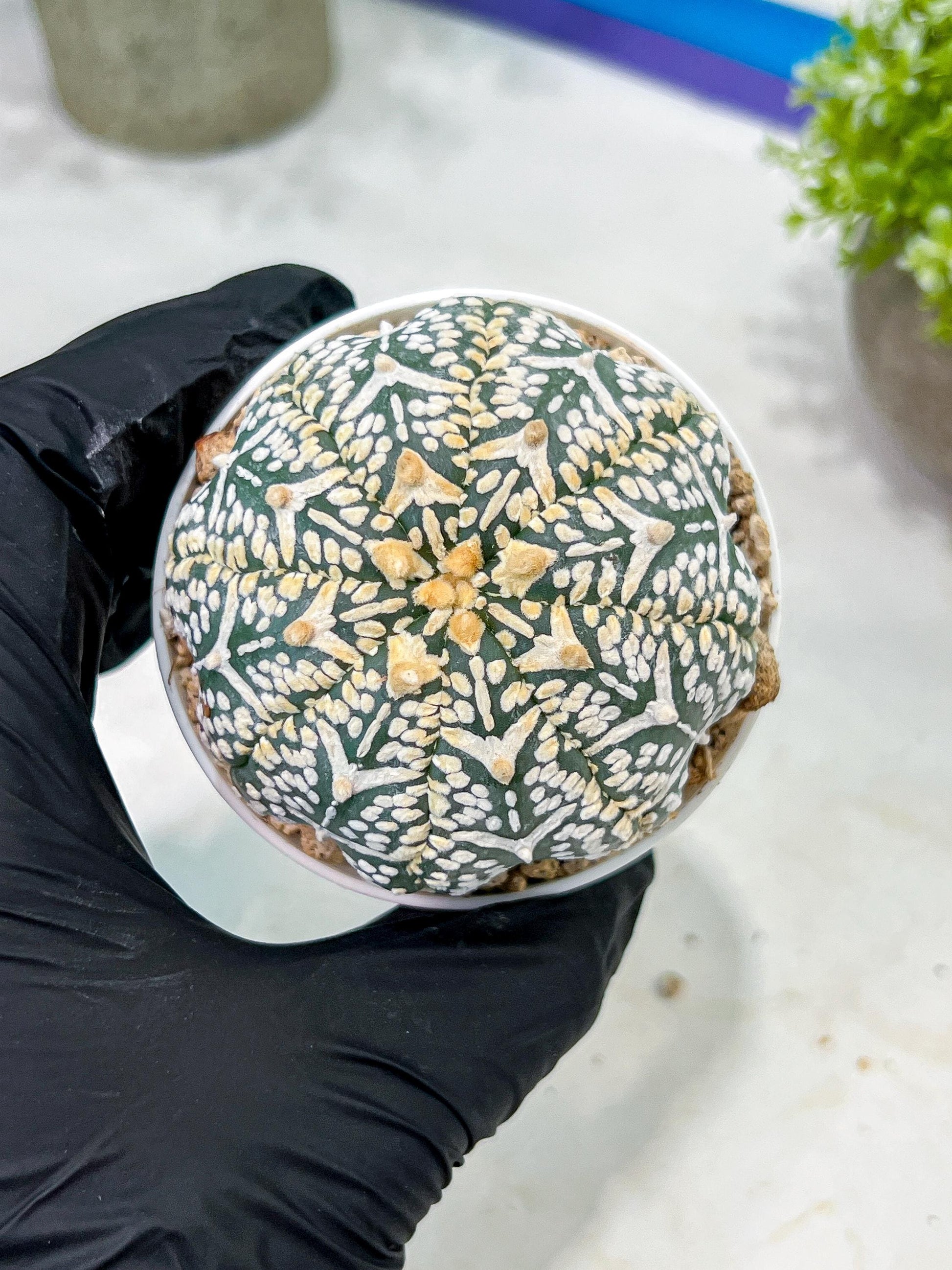 Custom Order- We’ll send you the exact live plant pictured (T2) (B1) | NEVADA Plant Seller | 3" Pot