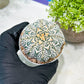 Custom Order- We’ll send you the exact live plant pictured (T2) (B1) | NEVADA Plant Seller | 3" Pot
