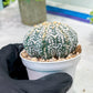 Custom Order- We’ll send you the exact live plant pictured (T2) (B1) | NEVADA Plant Seller | 3" Pot
