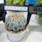 Custom Order- We’ll send you the exact live plant pictured (T2) (B1) | NEVADA Plant Seller | 3" Pot