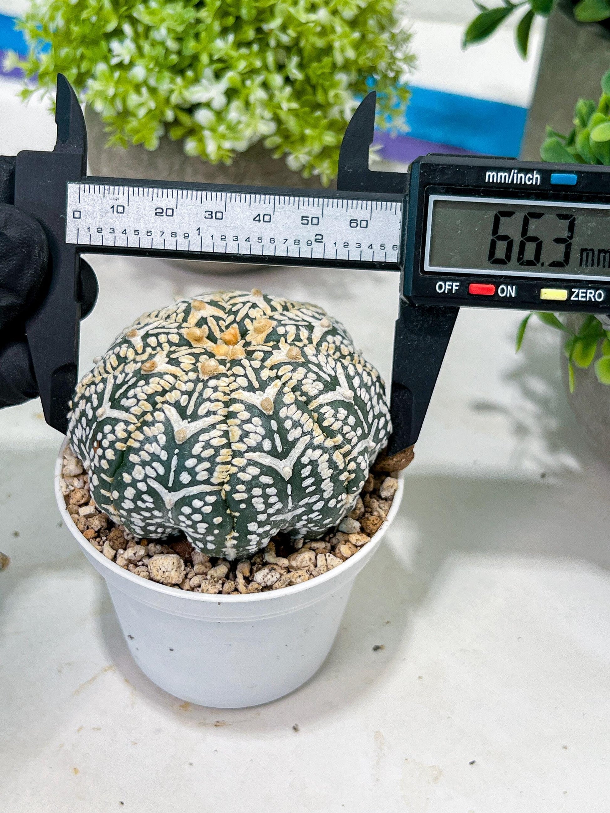 Custom Order- We’ll send you the exact live plant pictured (T2) (B1) | NEVADA Plant Seller | 3" Pot