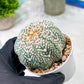 Custom Order- You'll receive the exact live plant (T2) (B2) | Las Vegas Seller | 3" Pot