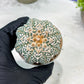 Custom Order- You'll receive the exact live plant (T2) (B2) | Las Vegas Seller | 3" Pot
