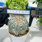 Custom Order- You'll receive the exact live plant (T2) (B2) | Las Vegas Seller | 3" Pot