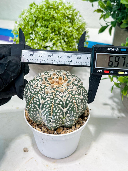 Custom Order- You'll receive the exact live plant (T2) (B2) | Las Vegas Seller | 3" Pot