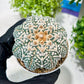 Custom Order- You'll receive the exact live plant (T2) (B2) | Las Vegas Seller | 3" Pot